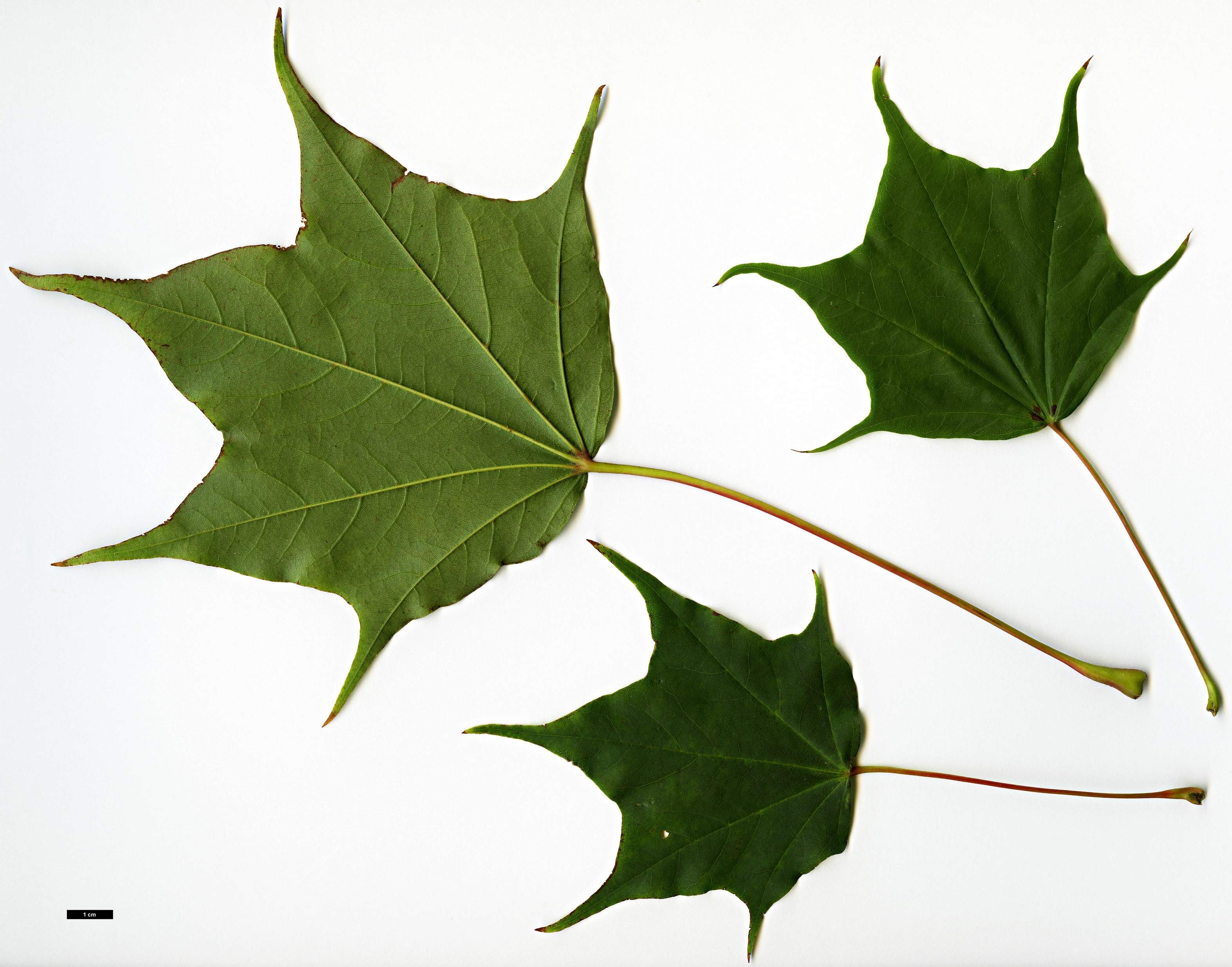 High resolution image: Family: Sapindaceae - Genus: Acer - Taxon: pictum - SpeciesSub: subsp. mono High resolution image: Family: Sapindaceae - Genus: Acer - Taxon: pictum - SpeciesSub: subsp. mono